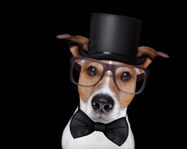 Akıllı köpek siyah izole