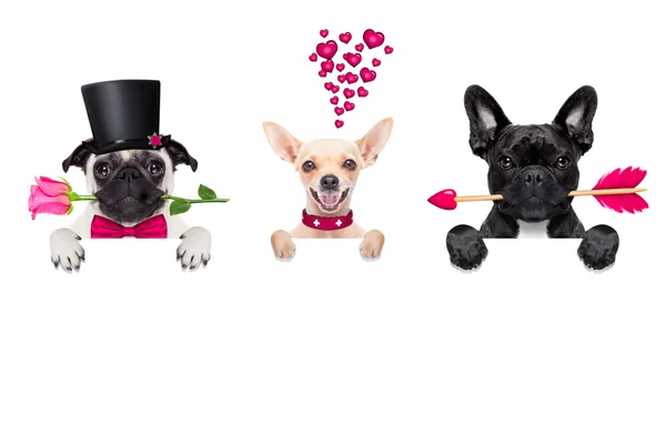 Rangée de valentines chiens amoureux — Photo