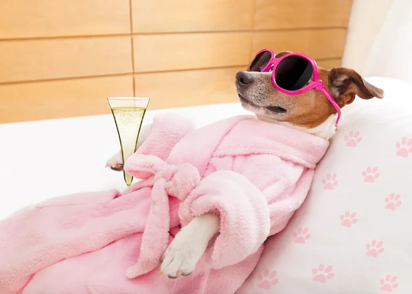 Relax spa wellness dog — Stock Photo, Image