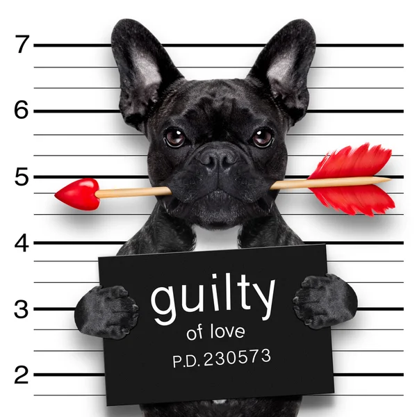 Perro de mugshot de San Valentín — Foto de Stock