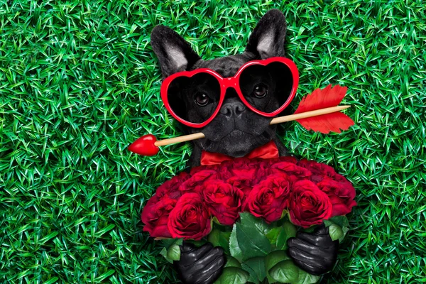 Valentines cão no amor — Fotografia de Stock
