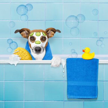 köpek duş