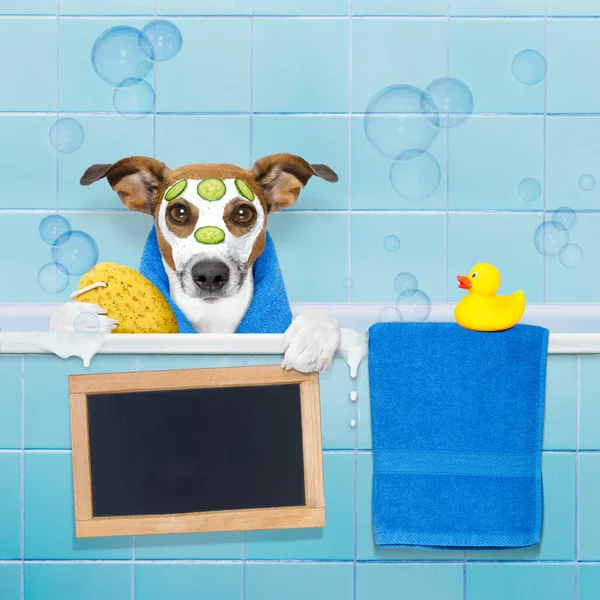 Dog in shower — Stockfoto