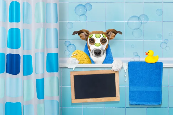 Perro en la ducha — Foto de Stock