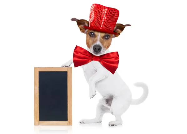 Party animal dog — Stock Photo, Image