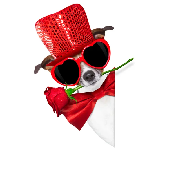 Влюбленная собака валентинки — стоковое фото