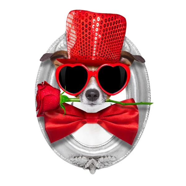 San Valentín perro enamorado —  Fotos de Stock