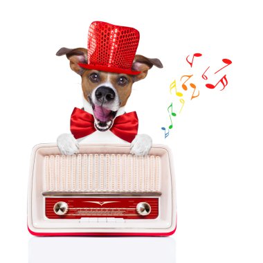 köpek radyo müzik dinleme
