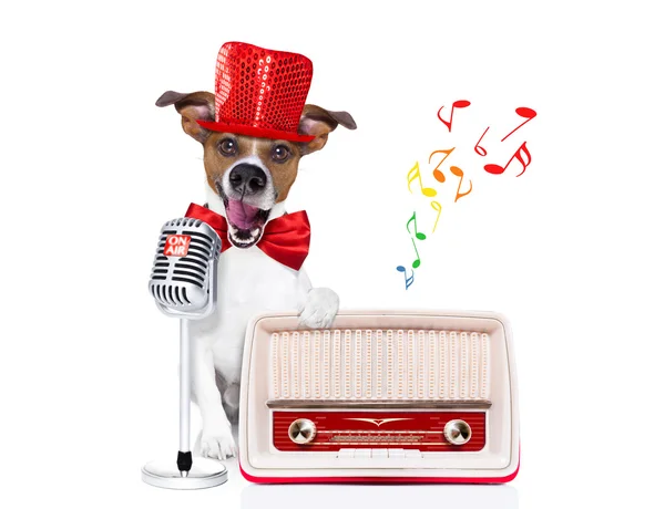 Собака поет с микрофоном — стоковое фото