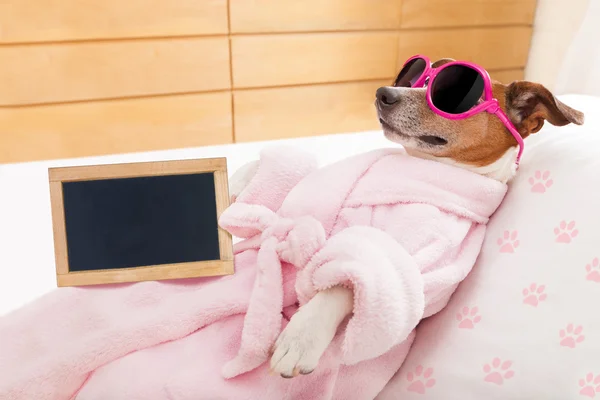 Relajarse spa bienestar perro — Foto de Stock