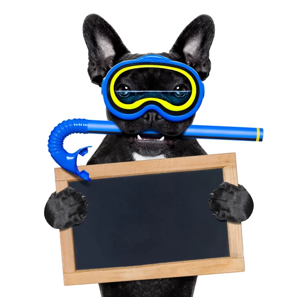 Scuba diving dog — Stock Photo, Image