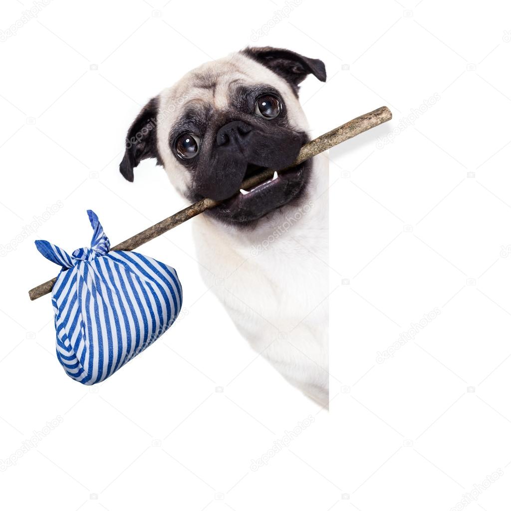 Hungry pug begging for more food! #pug #pugsoftiktok #pugs #fyp #dog #... |  TikTok, image size:1024x1024