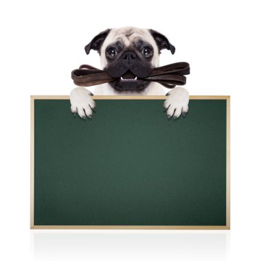 kira kontratı köpek yürüyüşe hazır