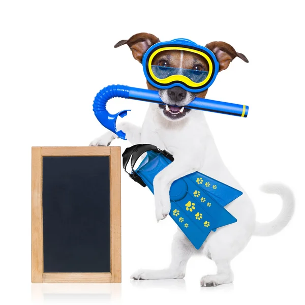 Scuba diving dog — Stock Photo, Image