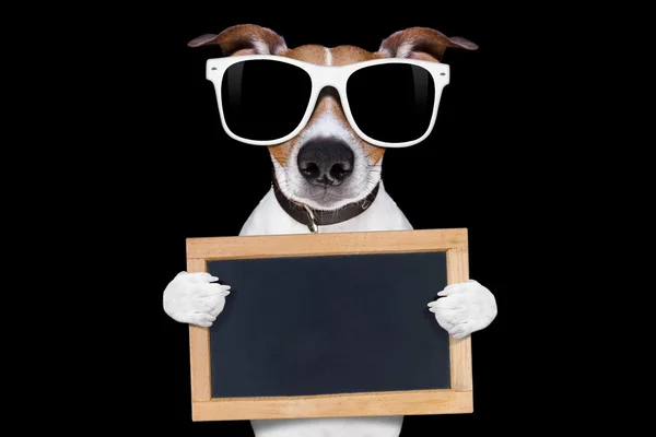 Cool zonnebril hond — Stockfoto