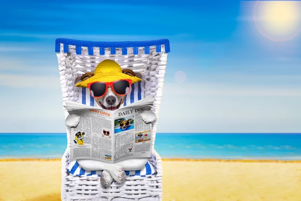Cadeira de praia cão — Fotografia de Stock