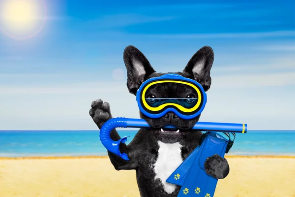 Scuba diving hond — Stockfoto