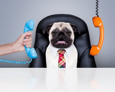 Office çalışan patron köpek 