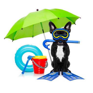 Scuba diving köpek