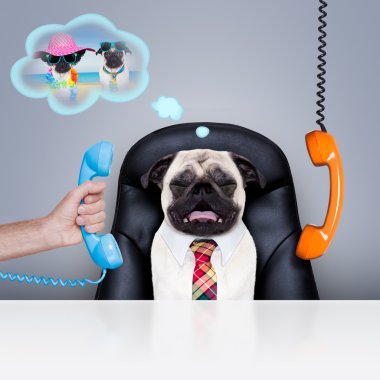 Office çalışan patron köpek 