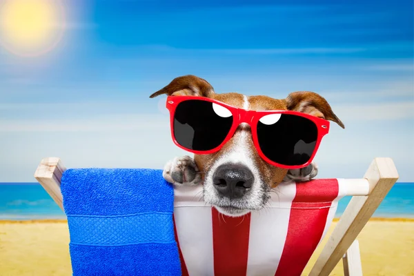 Kutya nyári strand — Stock Fotó