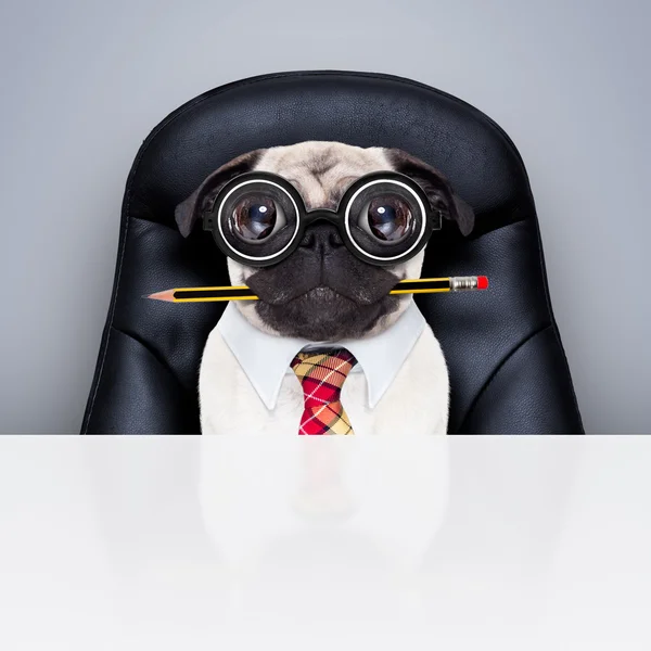 Office worker boss hund — Stockfoto