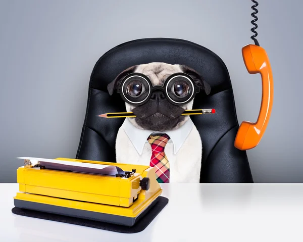 Office worker boss dog — Stock Photo, Image