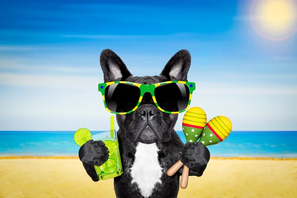 Letní pláž pes koktejl — Stock fotografie