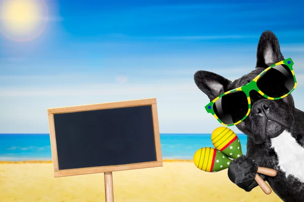 Hund sommar strand — Stockfoto