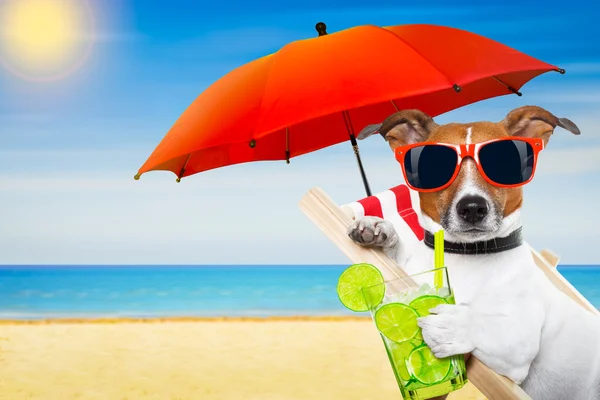 Cão de coquetel de verão — Fotografia de Stock