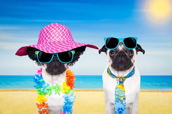 Couple dog summer beach — Stock Photo, Image