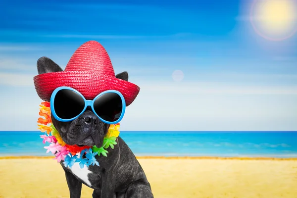 Perro verano playa — Foto de Stock