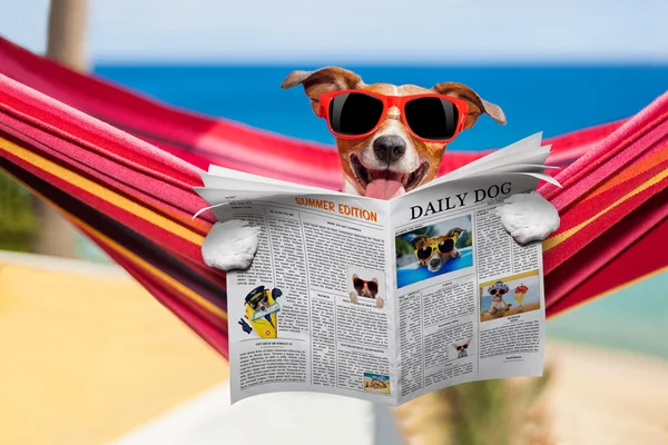 Pies na hamaku w lecie — Zdjęcie stockowe