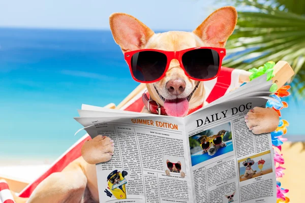 Perro en la hamaca en verano — Foto de Stock