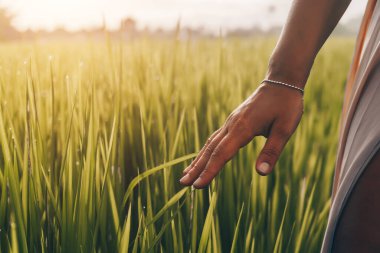 Bali 'de fazla yetişmiş pirinç ve yüksek filizlere dokunmak