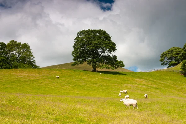 Sur le pâturage à Sedbergh, Yorkshire Dales National Park, Angleterre — Photo