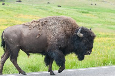 Tipik Amerikan bizonu yolda, Yellowstone Ulusal Par