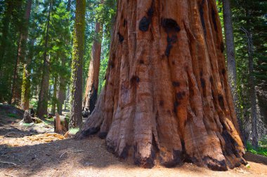 Dev Sequoia Sekoya ağaçları Sequoia national Park