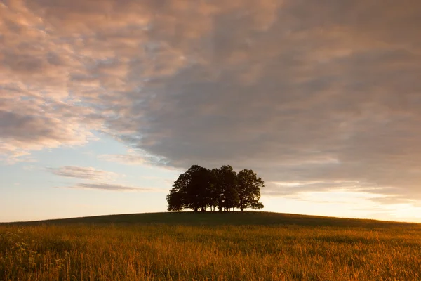 Insel voller Bäume im Mittelfeld — Stockfoto