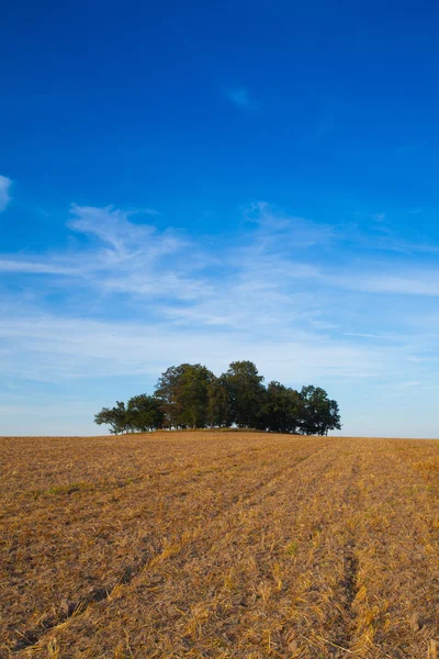 Ilha cheia de árvores no meio do campo — Fotografia de Stock