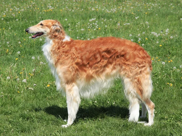 Borzoi Russian hunting Sighthound on a green grass l — Stock Photo, Image