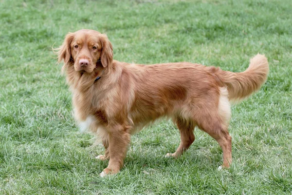 Τυπική Nova Scotia Retriever για ένα πράσινο γρασίδι γκαζόν — Φωτογραφία Αρχείου