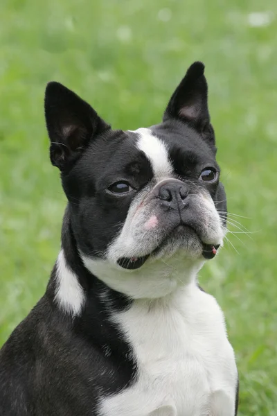 Típico Boston Terrier en un césped de hierba verde — Foto de Stock