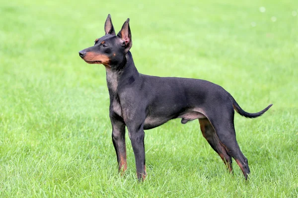 Terrier Brinquedo Inglês típico em um gramado de grama verde — Fotografia de Stock