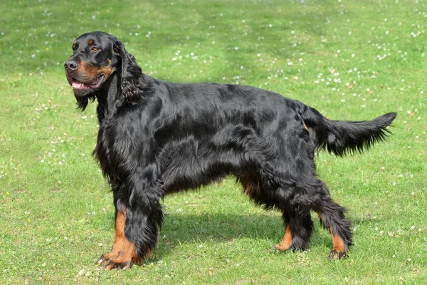 Yeşil çim çim üzerinde tipik Gordon Setter