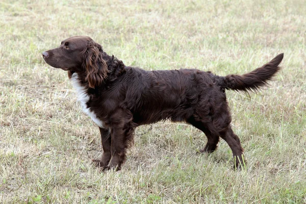 Typical  German Spaniel     on a green grass lawn — Stock Photo, Image