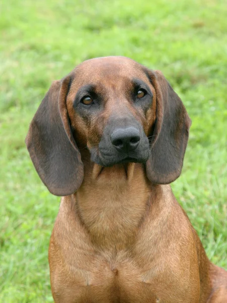 Típico Bavarian Moutain Scenthound em um gramado grama verde — Fotografia de Stock