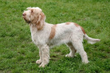 Tipik Spinone Italiano köpek yeşil çim çim üzerinde
