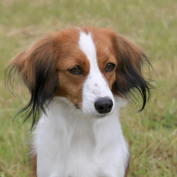 Typical  Nederlandse Kooikerhoundje  in the park — Stock Photo, Image