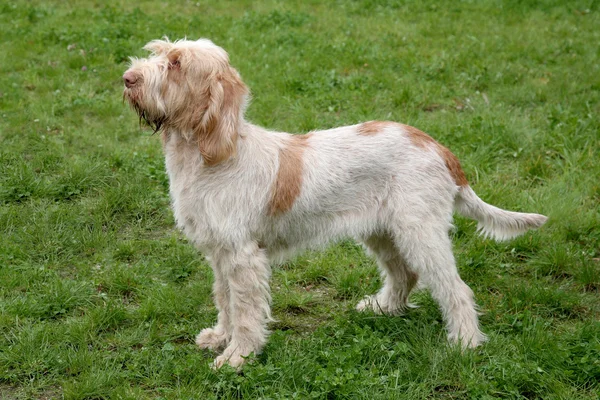 Typical  Spinone Italiano dog  on a green grass lawn — Stock Photo, Image